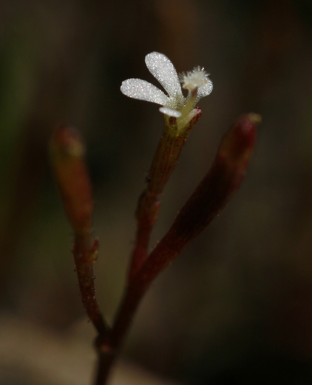 Stylidium beaugleholei (hero image)