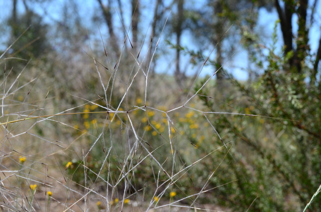 Austrostipa elegantissima (hero image)