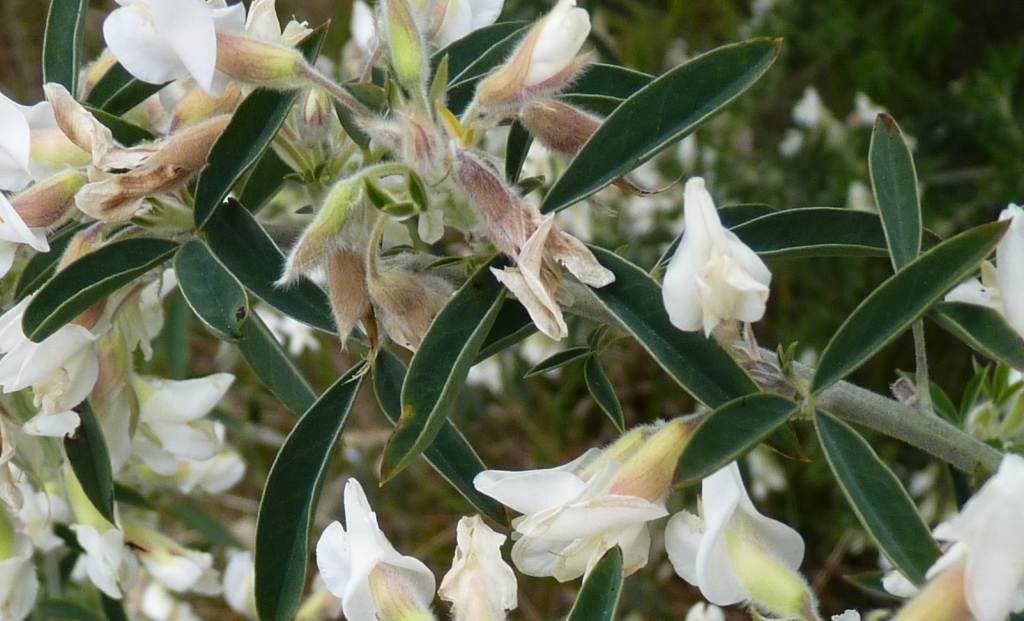 Chamaecytisus (hero image)
