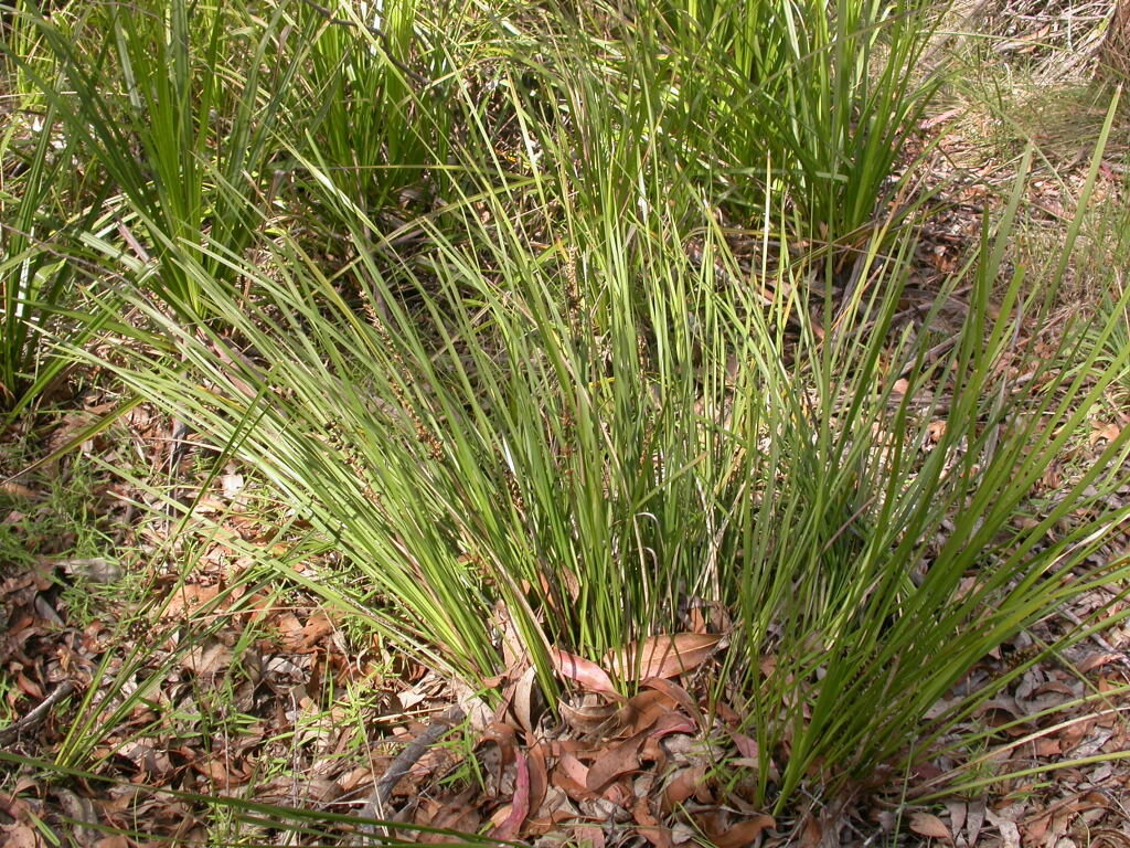 Lomandra longifolia subsp. exilis (hero image)