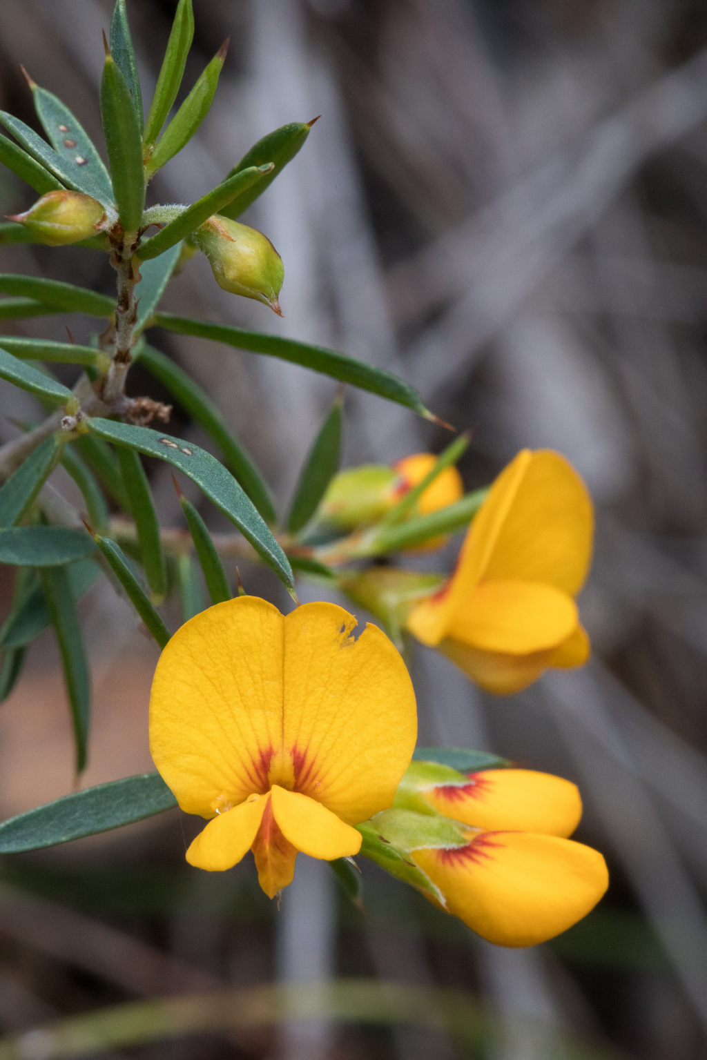 Pultenaea forsythiana (hero image)