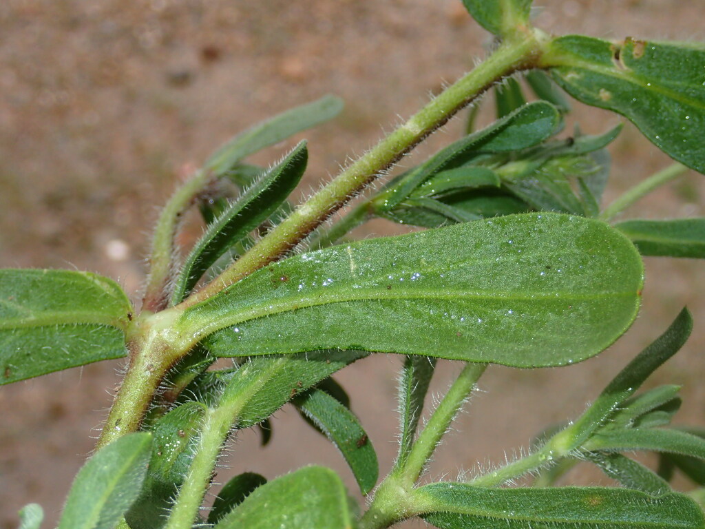 Silene gallica var. gallica (hero image)