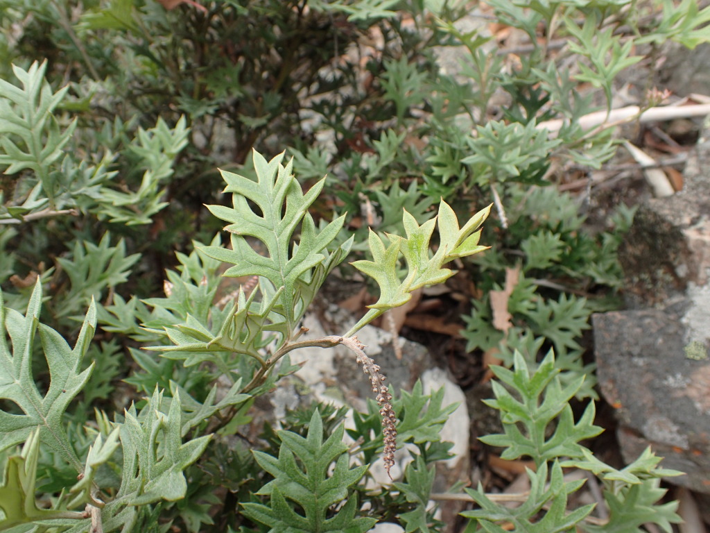 Grevillea pachylostyla (hero image)