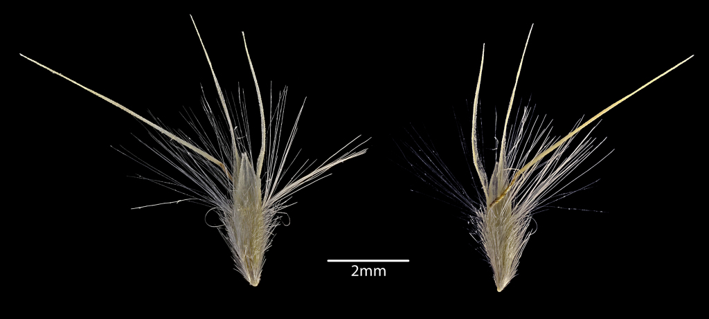 Rytidosperma longifolium (hero image)