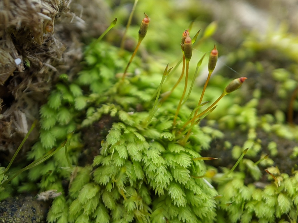 Fissidens taylorii (hero image)