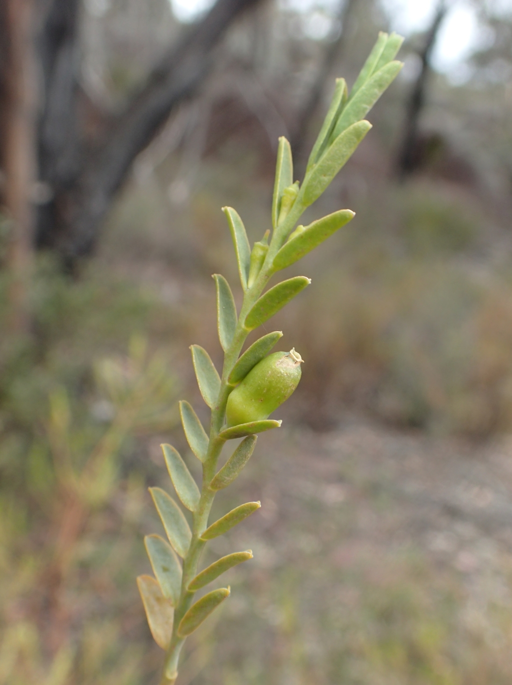 Olacaceae (hero image)