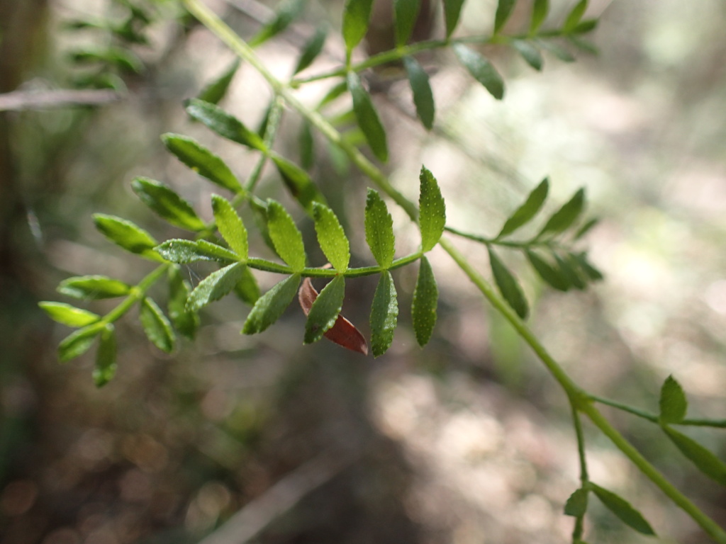 Boronia galbraithiae (hero image)