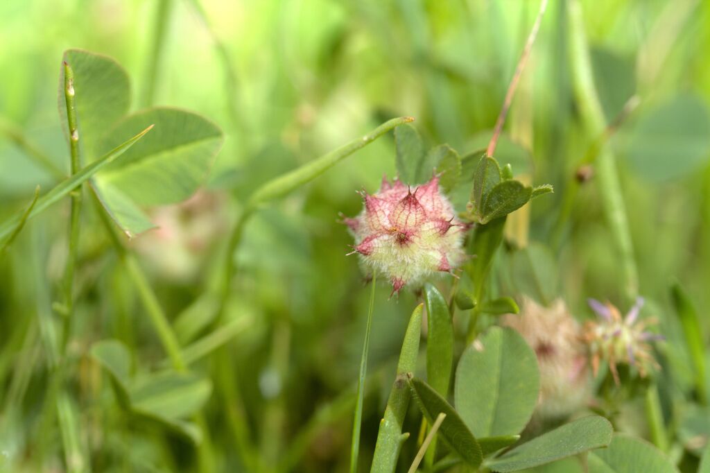 Trifolium resupinatum var. resupinatum (hero image)