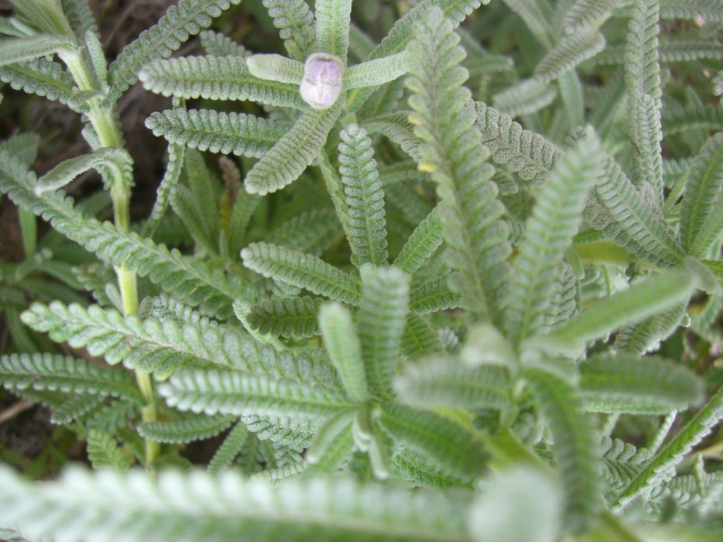 Lavandula dentata var. candicans (hero image)