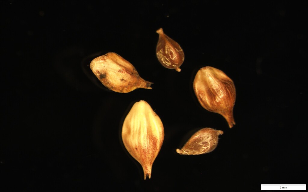 Carex tasmanica (hero image)