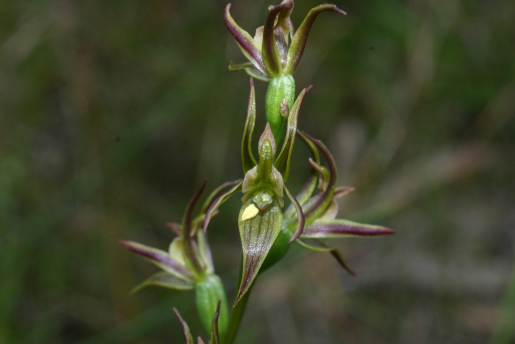 Prasophyllum gilgai (hero image)