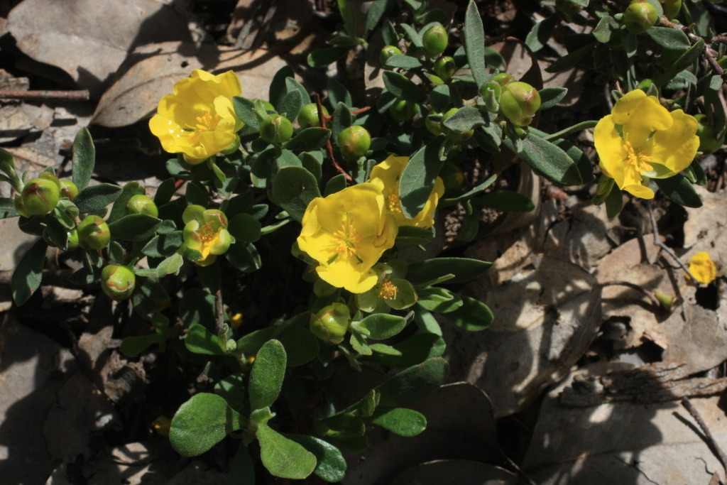 Hibbertia obtusifolia (hero image)