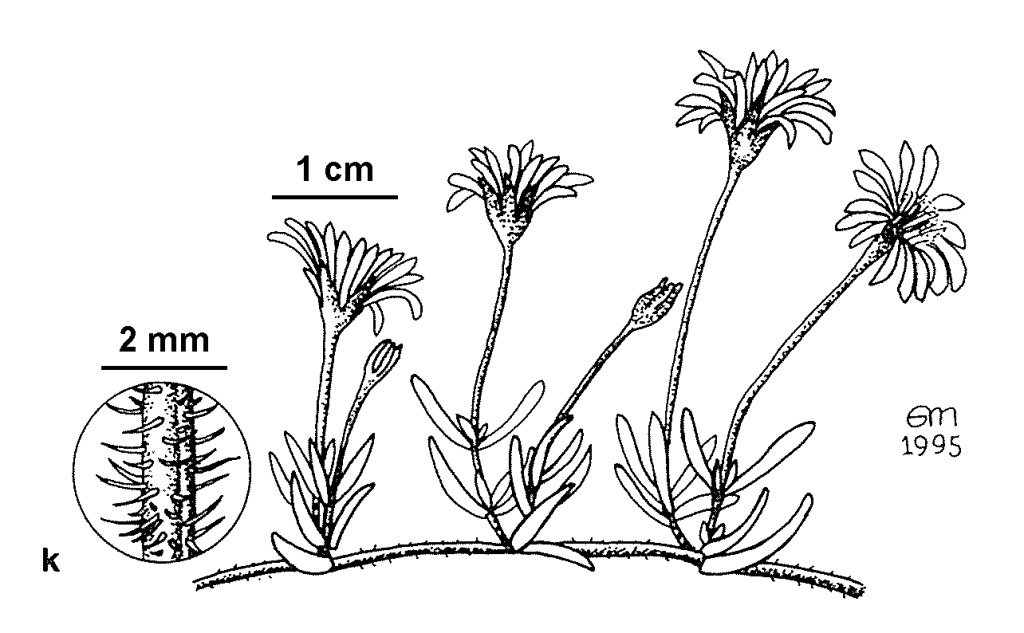 Drosanthemum (hero image)