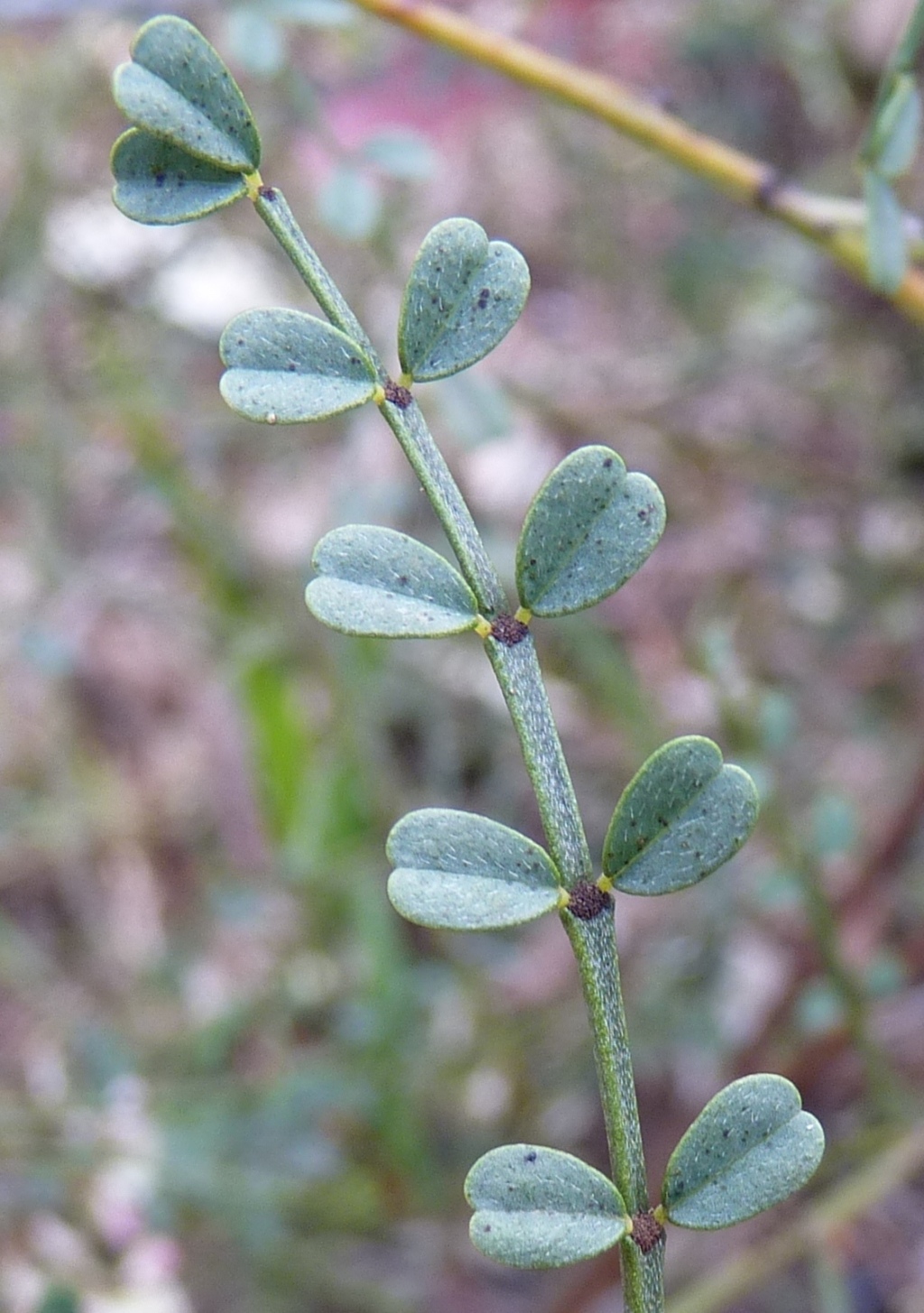 Indigofera (hero image)