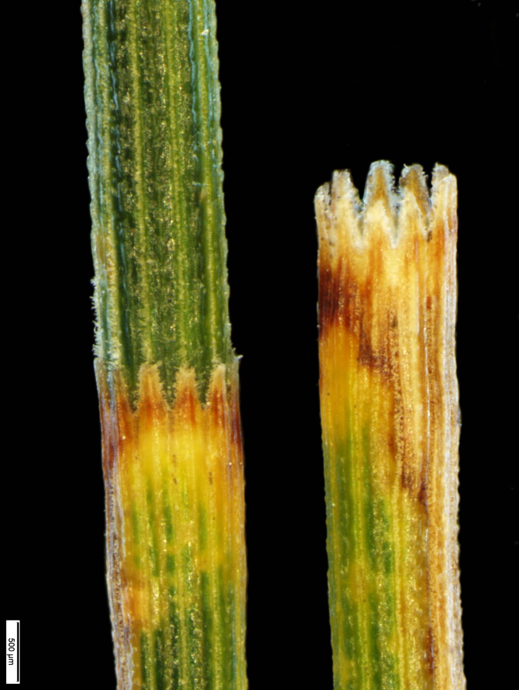 Allocasuarina verticillata (hero image)