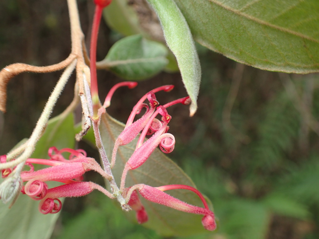 Grevillea miqueliana (hero image)