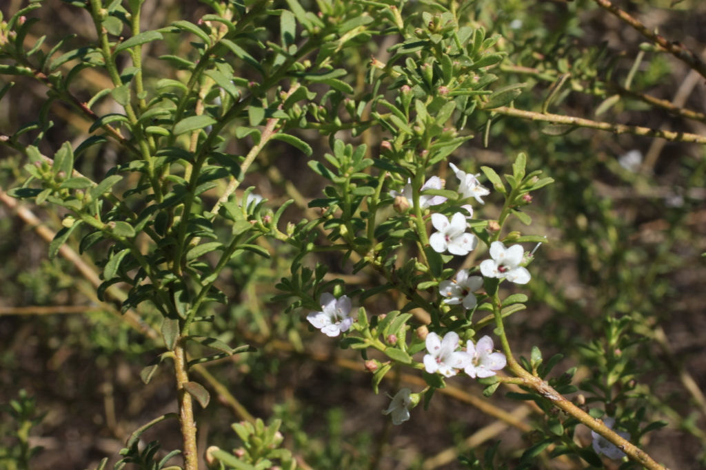 Myoporum brevipes (hero image)