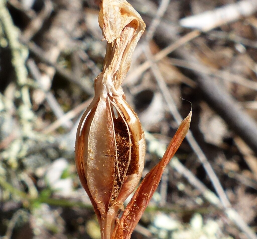 Pterostylis smaragdyna (hero image)