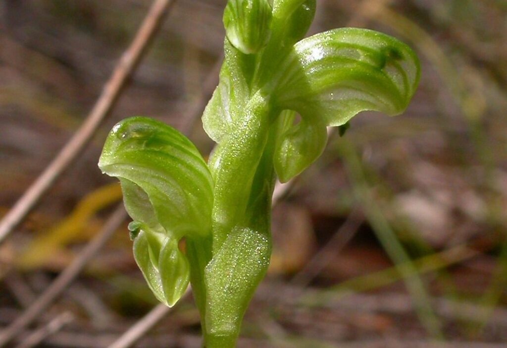 Pterostylis cycnocephala (hero image)