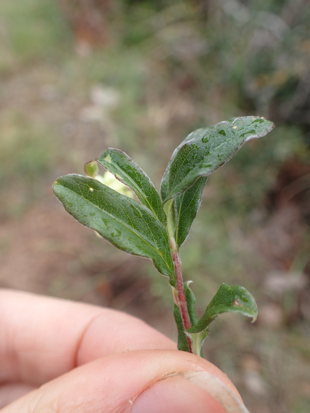 Billardiera mutabilis (hero image)