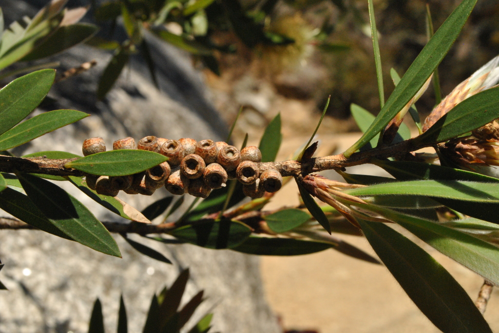 Callistemon (hero image)