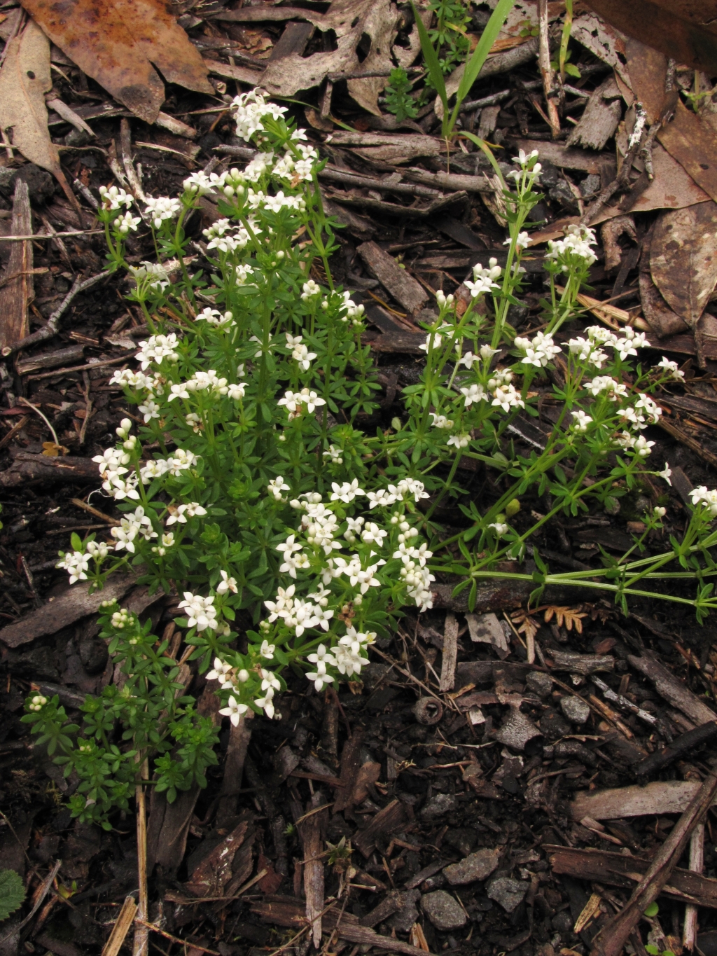Asperula (hero image)