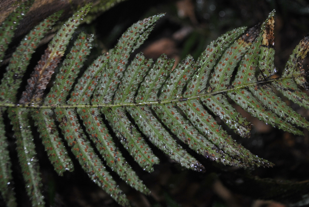 Blechnum neohollandicum (hero image)