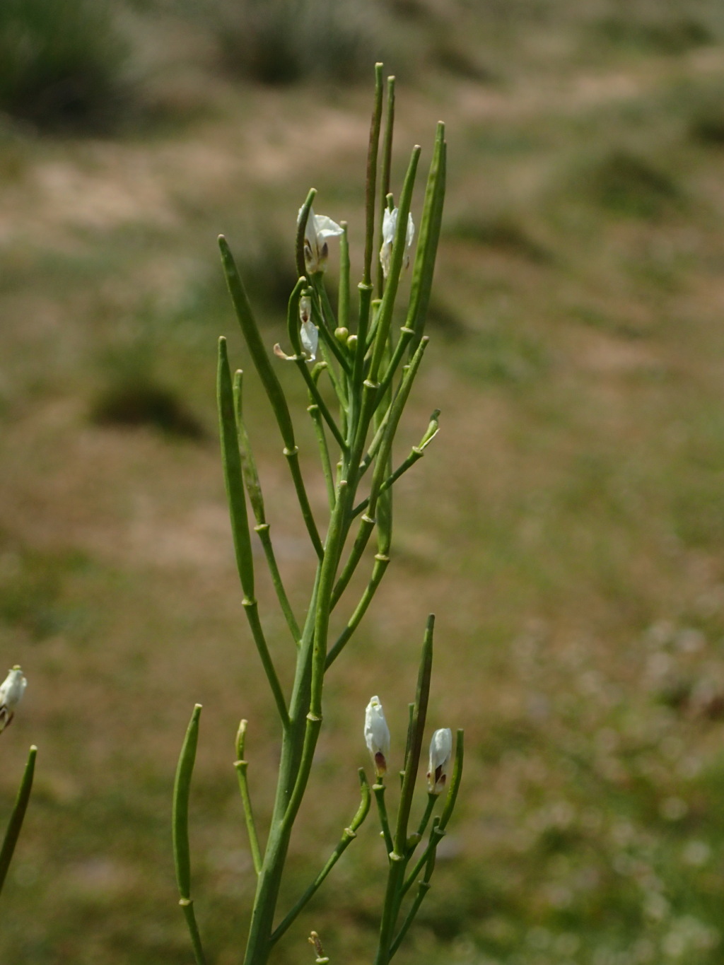 Cardamine astoniae (hero image)