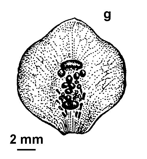 Chiloglottis ×pescottiana (hero image)