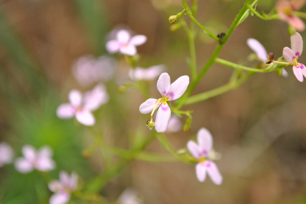 Stylidium laricifolium (hero image)