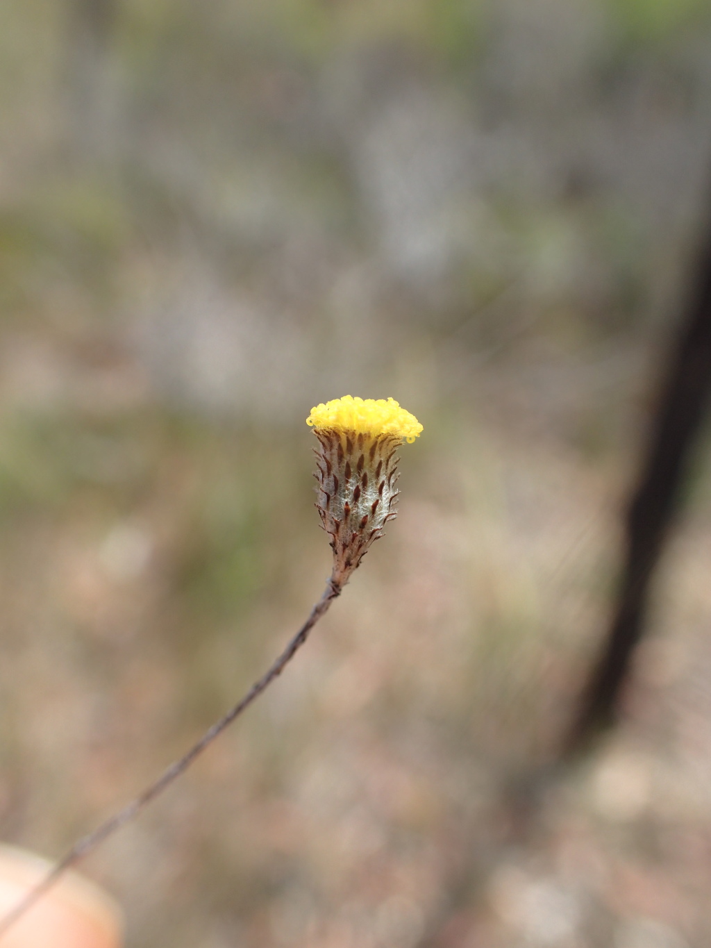 Leptorhynchos tenuifolius (hero image)