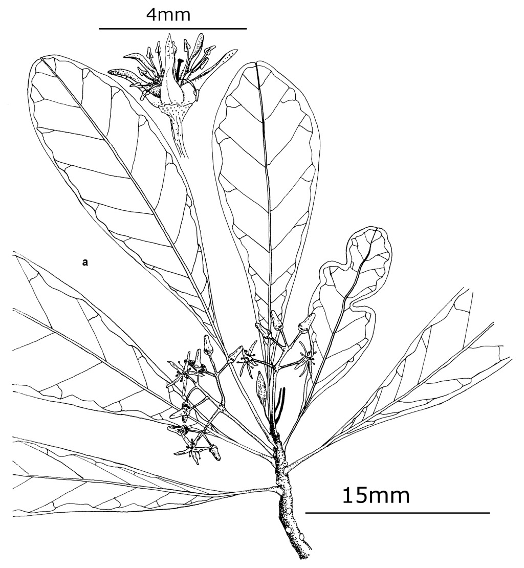 Acronychia (hero image)