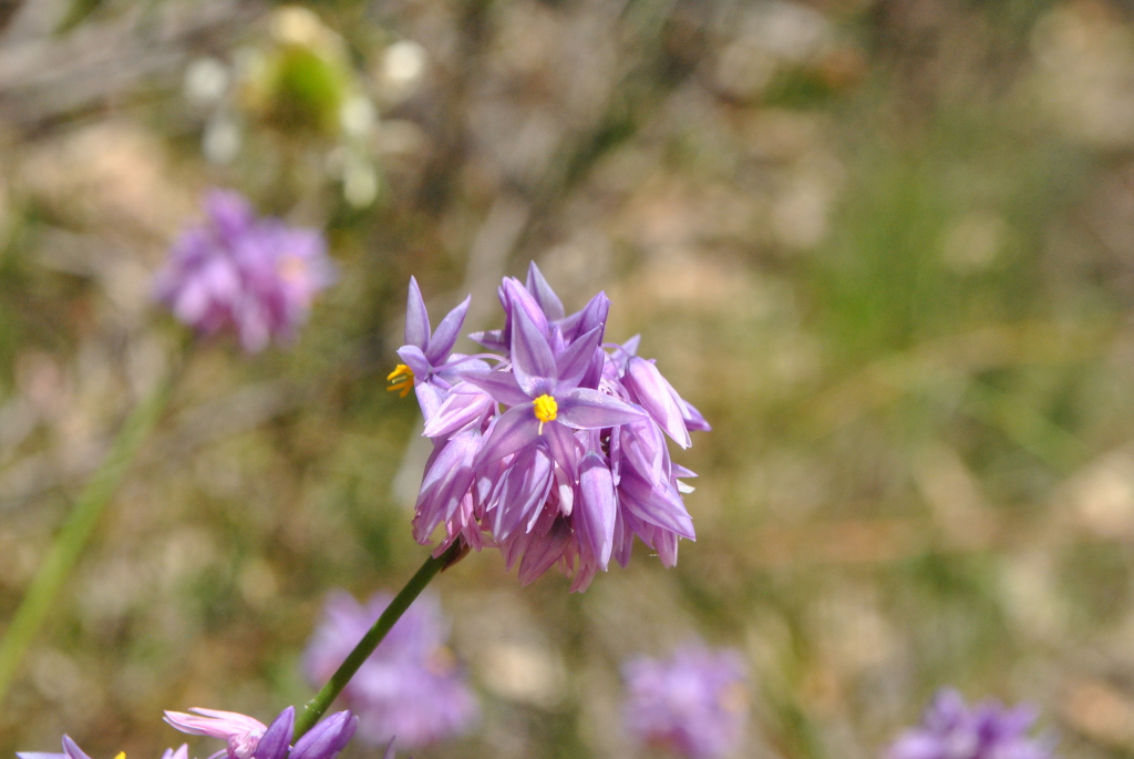 Asparagaceae (hero image)