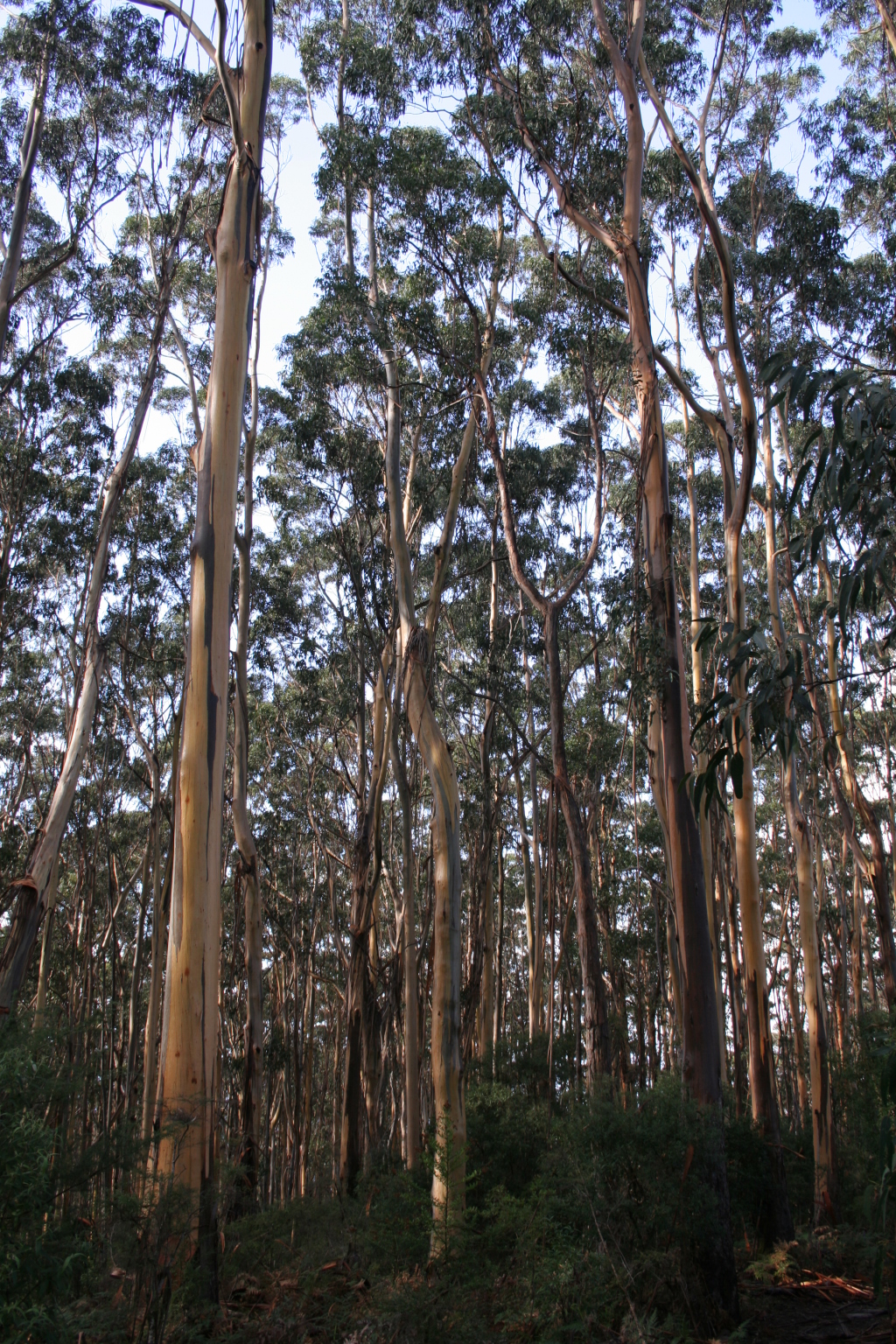 Eucalyptus globulus subsp. globulus (hero image)