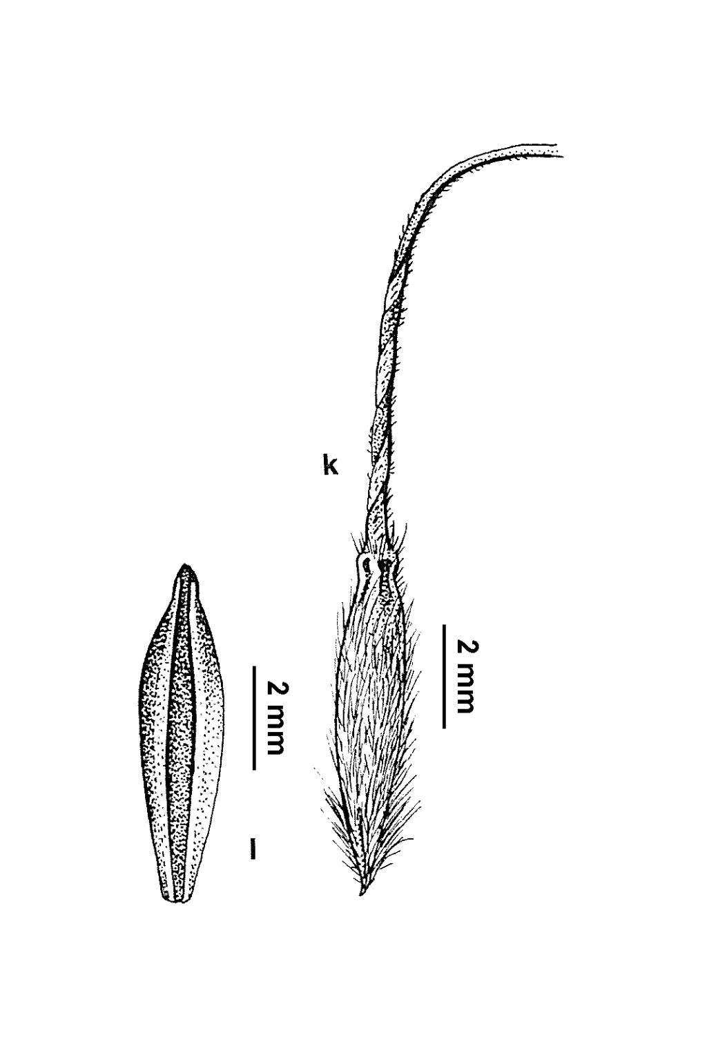 Austrostipa setacea (hero image)