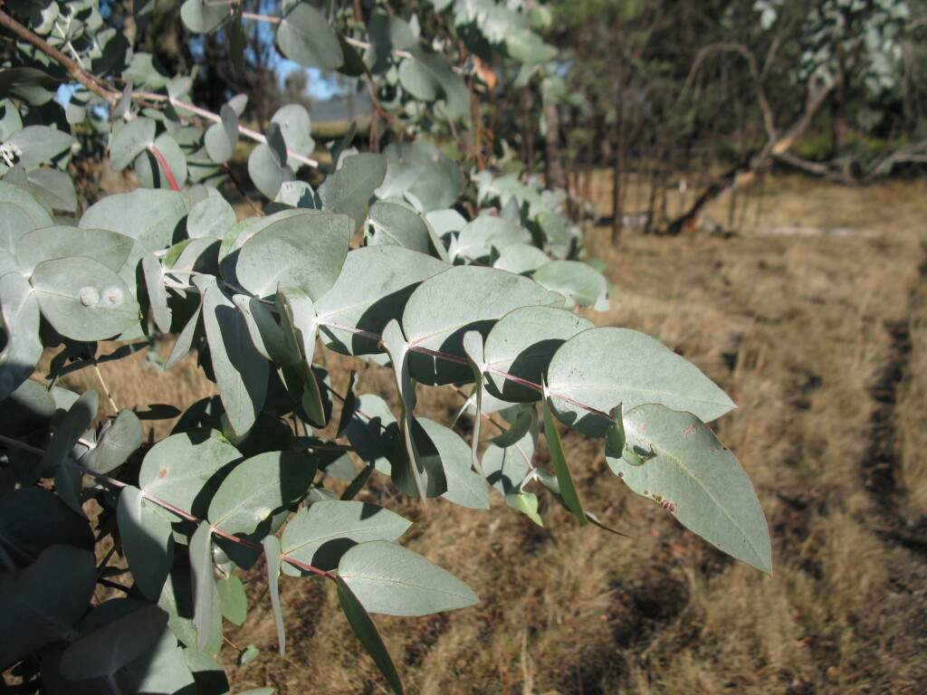 Eucalyptus cinerea subsp. victoriensis (hero image)