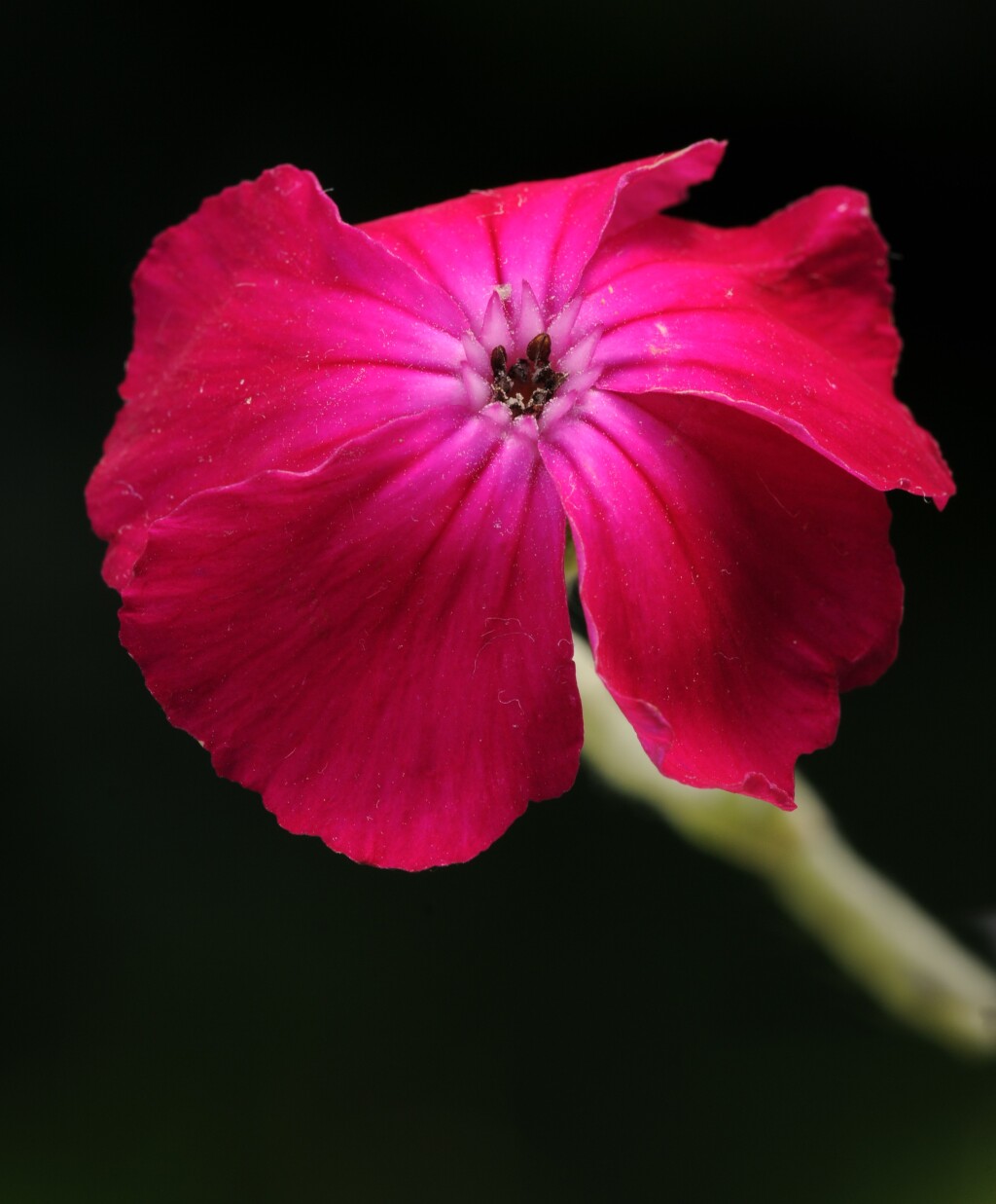 Silene coronaria (hero image)