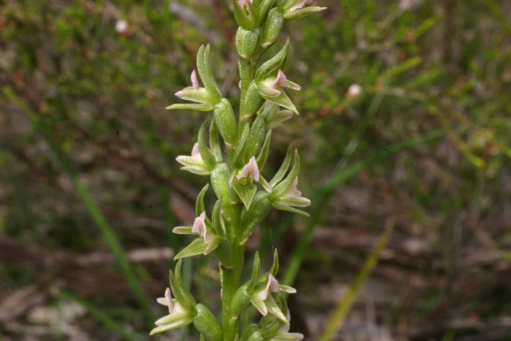 Prasophyllum roseum (hero image)