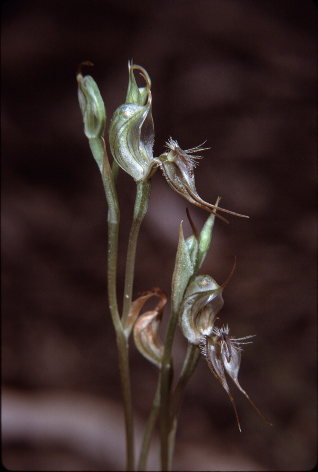 Pterostylis setifera (hero image)