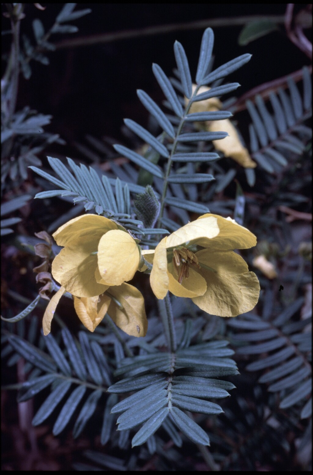 Senna aciphylla (hero image)