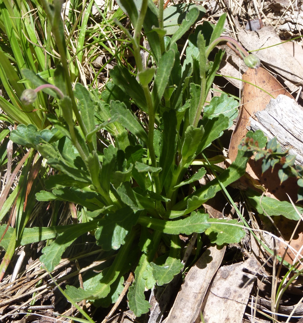 Brachyscome spathulata (hero image)