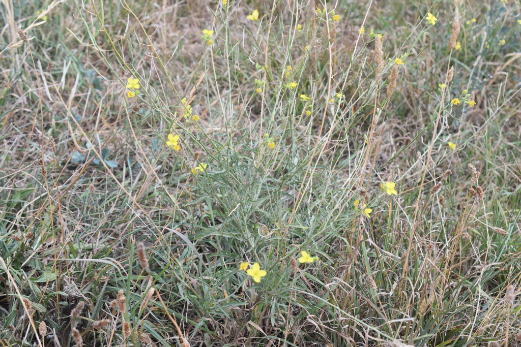 Diplotaxis tenuifolia (hero image)