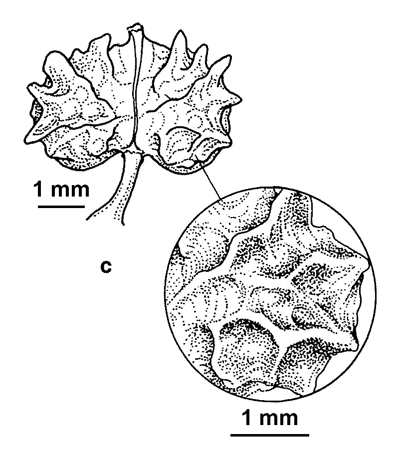 Lepidium coronopus (hero image)