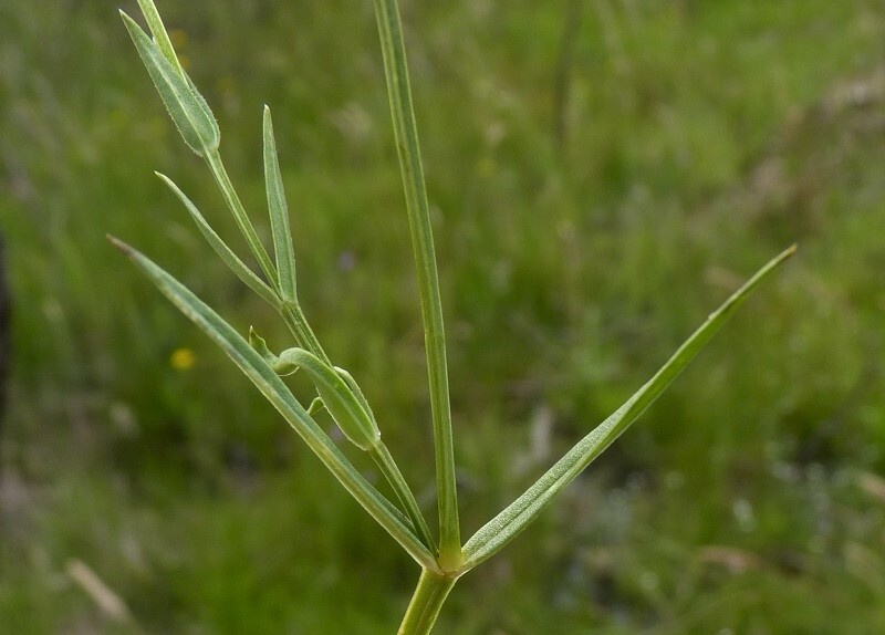 Stellaria angustifolia (hero image)