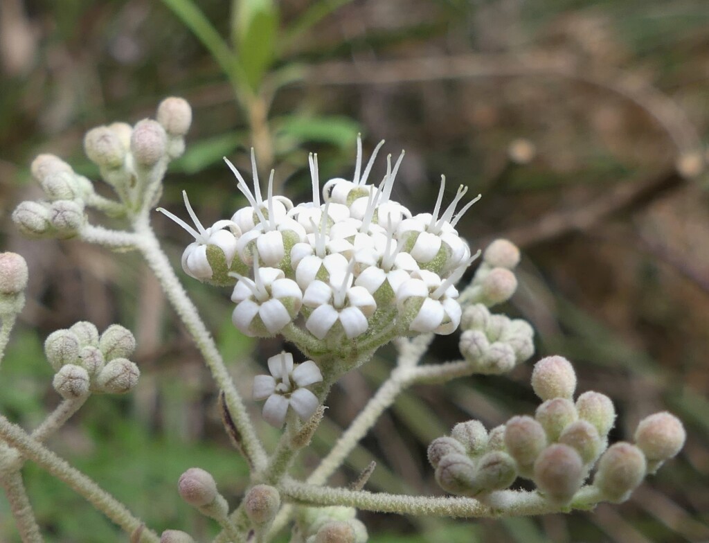 Astrotricha asperifolia subsp. 2 (hero image)
