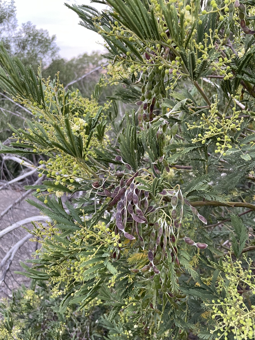 Acacia deanei subsp. paucijuga (hero image)