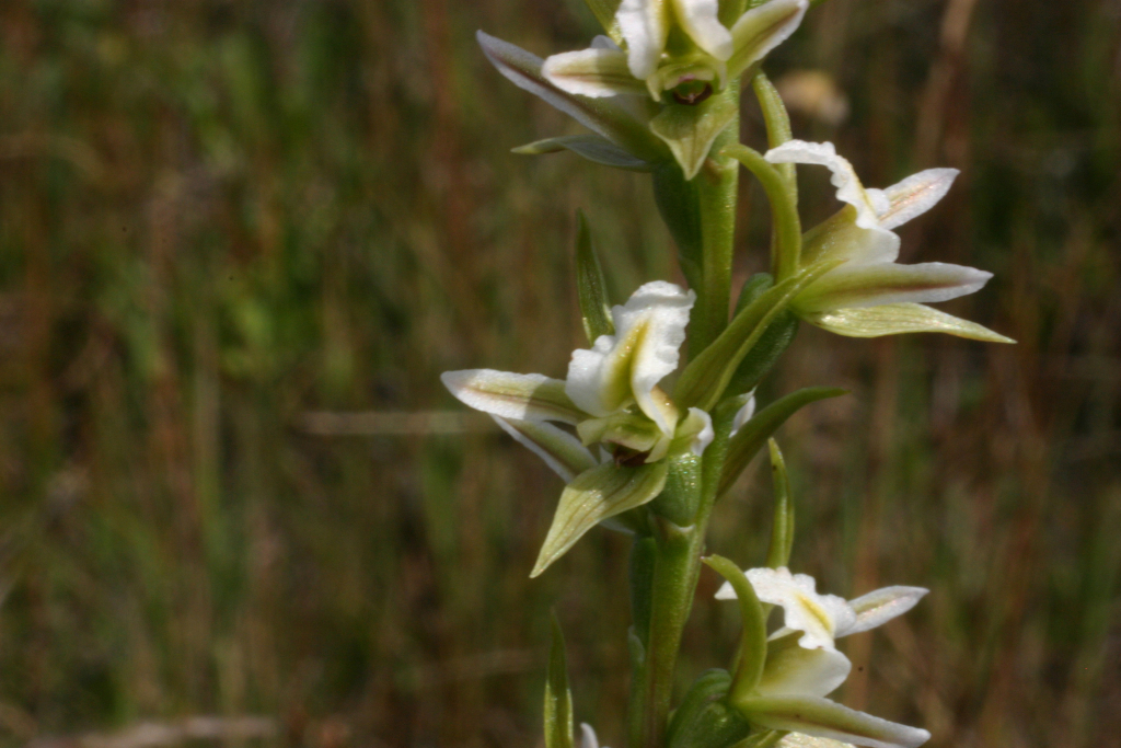 Prasophyllum sp. aff. diversiflorum 2 (hero image)