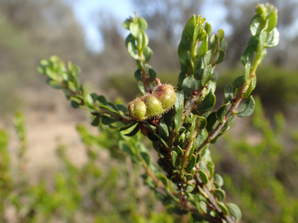 Acacia glandulicarpa (hero image)