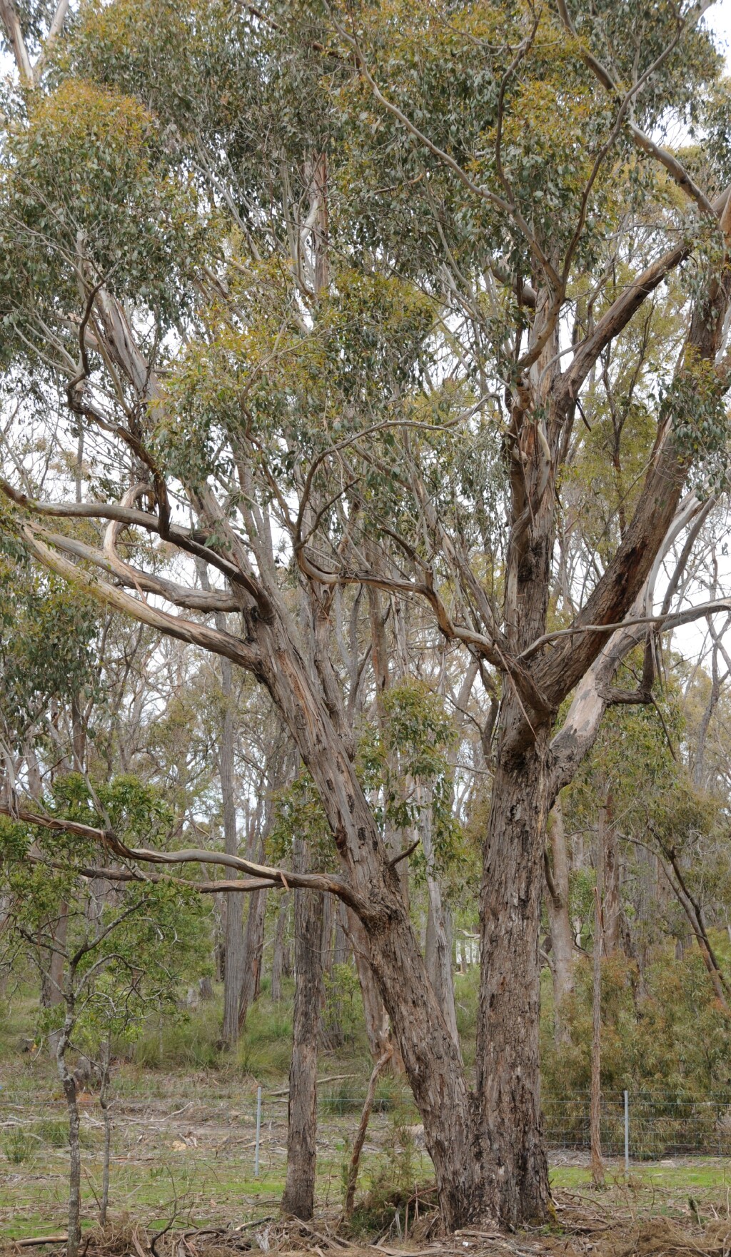 Eucalyptus yarraensis (hero image)