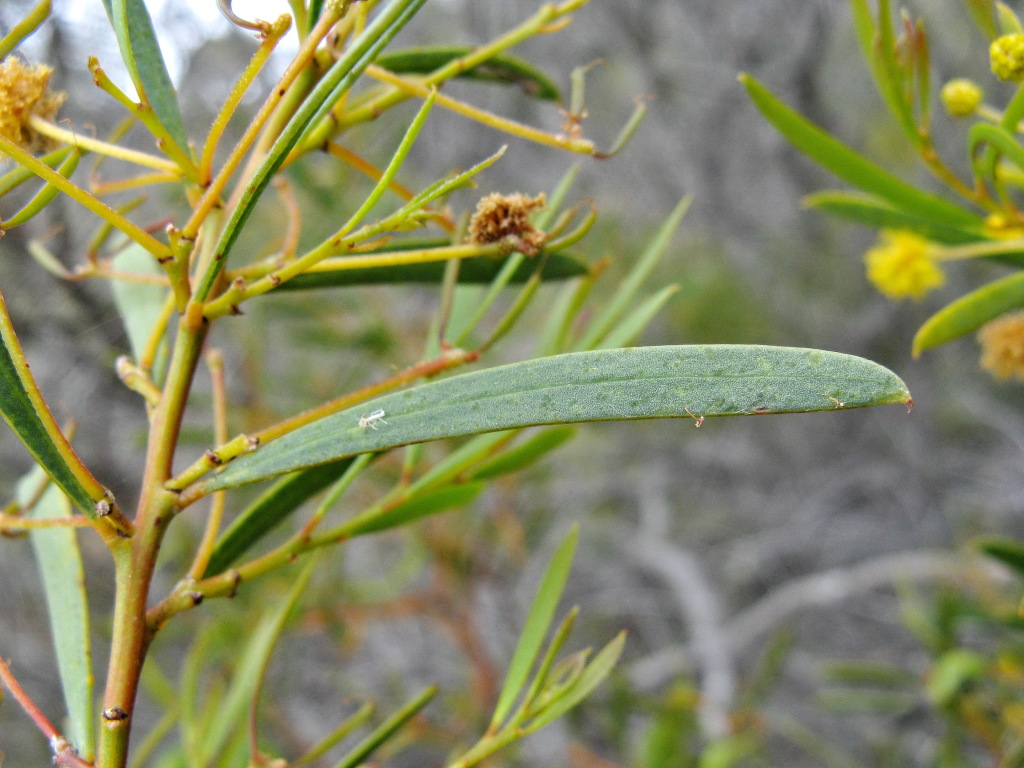 Acacia halliana (hero image)